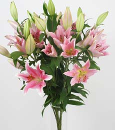  Ankara demetevler ucuz �i�ek g�nder  5 Pembe lilyum kazablanka buket �i�ek modeli