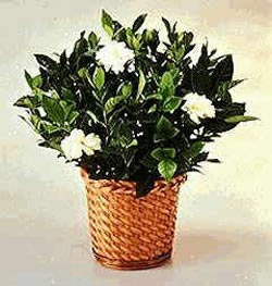  Ankara 14 �ubat sevgililer g�n� �i�ek  Gardenia Plant ithal saksi