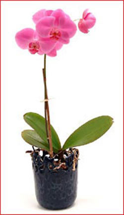  Ankara hacettepe �i�ek ma�azas� , �i�ek�i adresleri  Phalaenopsis Orchid Plant