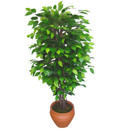 Ficus Benjamin 1,50 cm   Ankara anneler g�n� �i�ek yolla 