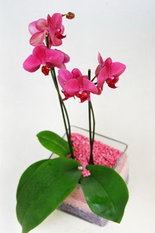  Ankara gazi mahallesi ieki maazas  tek dal cam yada mika vazo ierisinde orkide