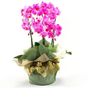  Ankara yenimahalle �nternetten �i�ek sipari�i  2 dal orkide , 2 k�kl� orkide - saksi �i�egidir