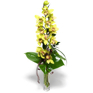  Ankara batkent iek yolla  1 dal orkide iegi - cam vazo ierisinde -