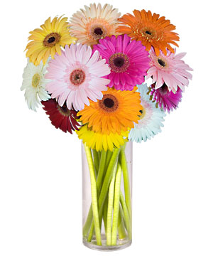  Ankara �entepe internetten �i�ek sipari�i  Farkli renklerde 15 adet gerbera �i�egi