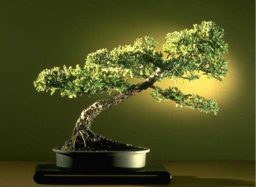 ithal bonsai saksi �i�egi  Ankara gazi mahallesi �i�ek�i ma�azas� 