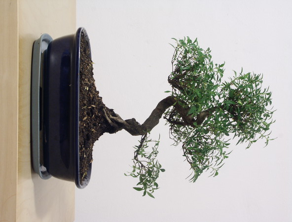 ithal bonsai saksi iegi  Ankara varlk mahallesi iek siparii vermek 