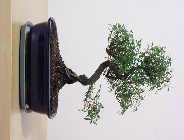 ithal bonsai saksi �i�egi  Ankara varl�k mahallesi �i�ek sipari�i vermek 