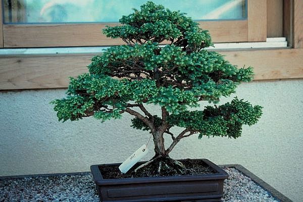 ithal bonsai saksi �i�egi  Ankara 14 �ubat sevgililer g�n� �i�ek 
