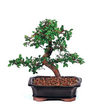 ithal bonsai saksi �i�egi  Ankara varl�k mahallesi �i�ek sipari�i vermek 