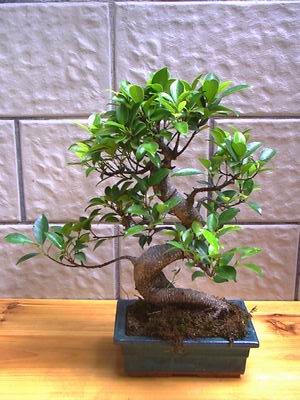 ithal bonsai saksi �i�egi  Ankara �ayyolu hediye sevgilime hediye �i�ek 