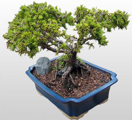 ithal bonsai saksi �i�egi  Ankara gazi mahallesi �i�ek�i ma�azas� 