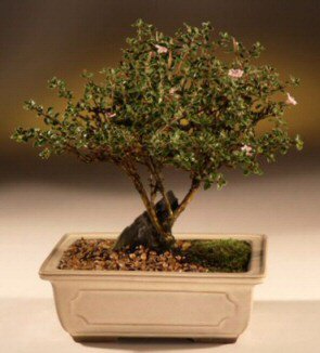 ithal bonsai saksi �i�egi  Ankara hacettepe �i�ek ma�azas� , �i�ek�i adresleri 
