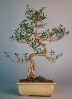  Ankara gimat �i�ek sat���  ithal bonsai saksi �i�egi  Ankara varl�k mahallesi �i�ek sipari�i vermek 