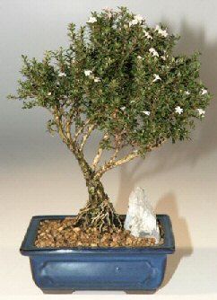  Ankara etimesgut �i�ek , �i�ek�i , �i�ek�ilik  ithal bonsai saksi �i�egi  Ankara yenimahalle online �i�ek g�nderme sipari� 