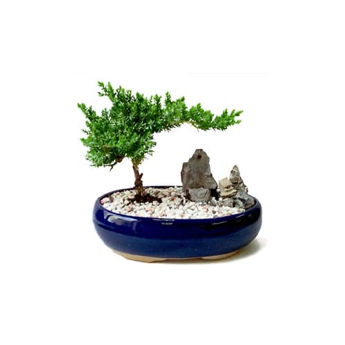 ithal bonsai saksi �i�egi  Ankara sincan �i�ek g�nderme 