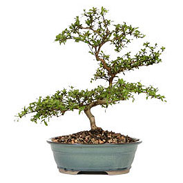  Ankara yenimahalle �nternetten �i�ek sipari�i  ithal bonsai saksi �i�egi  Ankara ostim �i�ek g�nderme sitemiz g�venlidir 