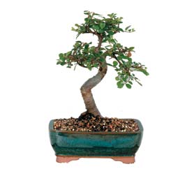  Ankara ivedik hediye �i�ek yolla  ithal bonsai saksi �i�egi  Ankara ostim �i�ek g�nderme sitemiz g�venlidir 