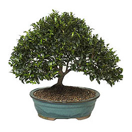  Ankara demetevler ucuz �i�ek g�nder  ithal bonsai saksi �i�egi  Ankara ostim �i�ek g�nderme sitemiz g�venlidir 