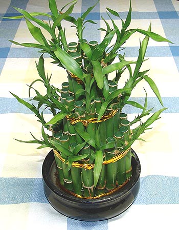Lucky Bamboo sans melegi �i�egi  Ankara macunk�y �i�ek�iler 