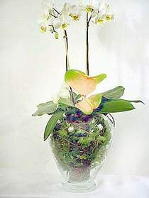  Ankara gimat iek sat  Cam yada mika vazoda zel orkideler