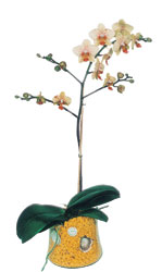  Ankara yenimahalle online iek gnderme sipari  Phalaenopsis Orkide ithal kalite