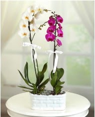 1 dal beyaz 1 dal mor yerli orkide saksda  Ankara mitky iek servisi , ieki adresleri 