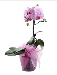 1 dal pembe orkide saks� �i�e�i  Ankara ergazi kaliteli taze ve ucuz �i�ekler 
