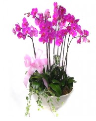 9 dal orkide saks iei  Ankara kardelen gvenli kaliteli hzl iek 