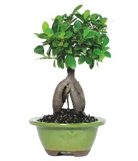 Bonsai saks� �i�e�i  Ankara laleg�l �i�ek sipari�i sitesi 
