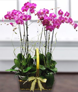 4 dall mor orkide  Ankara kardelen gvenli kaliteli hzl iek 