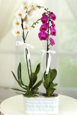 1 mor 1 dal beyaz thal orkide sepet ierisinde  Ankara hacettepe iek maazas , ieki adresleri 