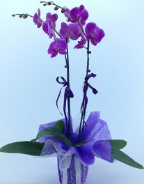 2 dall mor orkide  Ankara ergazi kaliteli taze ve ucuz iekler 