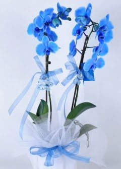 2 dall mavi orkide  Ankara karacakaya internetten iek sat 