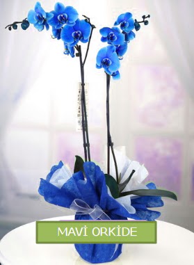 2 dall mavi orkide  Ankara macunky iekiler 