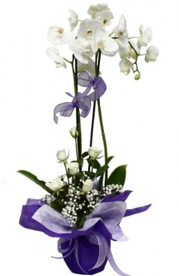 2 dall beyaz orkide 5 adet beyaz gl  Ankara gazi mahallesi ieki maazas 