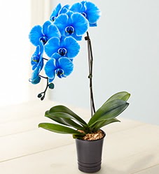1 dall sper esiz mavi orkide  Ankara hacettepe iek maazas , ieki adresleri 