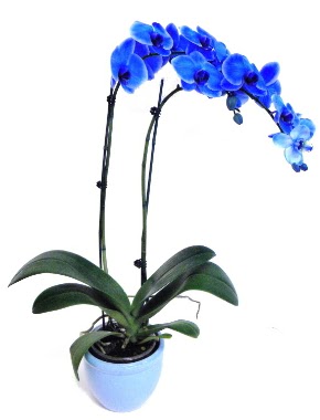Seramikli 2 dall sper esiz mavi orkide  Ankara mitky iek servisi , ieki adresleri 