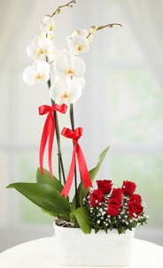 2 dall beyaz orkide ve 7 krmz gl  Ankara ivedik hediye iek yolla 