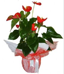 Antoryum saks� i� mekan s�s bitkisi  Ankara �mitk�y �i�ek servisi , �i�ek�i adresleri 