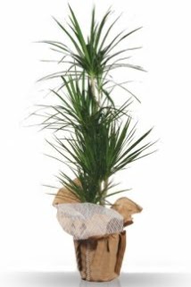 3 l� Marginata �� mekan saks� �i�e�i  Ankara �mitk�y �i�ek servisi , �i�ek�i adresleri 