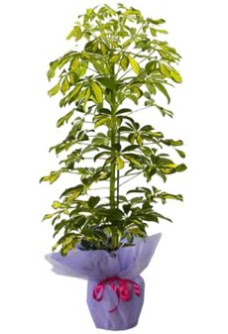 Schefflera Tekli �� mnekan saks� �i�e�i  Ankara gazi mahallesi �i�ek�i ma�azas� 