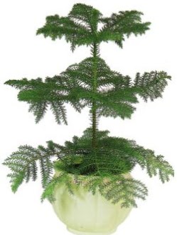 Araucaria Heterophylla i� mekan saks�  Ankara hacettepe �i�ek ma�azas� , �i�ek�i adresleri 