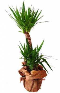 2 li yucca saks� �i�e�i  Ankara hacettepe �i�ek ma�azas� , �i�ek�i adresleri 