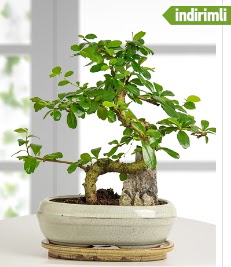 S eklinde ithal gerek bonsai japon aac  Ankara karacakaya internetten iek sat 