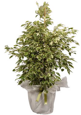 Orta boy alaca benjamin bitkisi  Ankara karacakaya internetten iek sat 