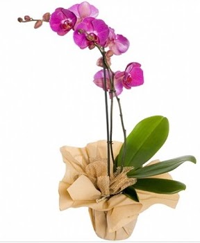 Tek dal mor orkide  Ankara ostim iek gnderme sitemiz gvenlidir 