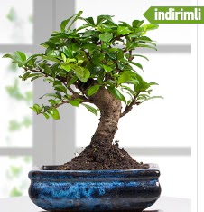 Bonsai japon a�ac�  Ankara gimat �i�ek sat��� 