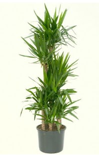 7 li yucca saks� bitkisi  Ankara �mitk�y �i�ek servisi , �i�ek�i adresleri 