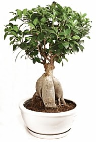 Bonsai japon a�ac� yaprak d�kmeyen  Ankara bat�kent �i�ek yolla 