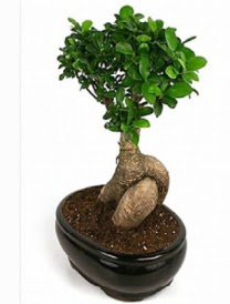 Bonsai saks� bitkisi japon a�ac�  Ankara laleg�l �i�ek sipari�i sitesi 